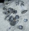 Plate of Small Brachiopods - Waldron Shale #1933-2